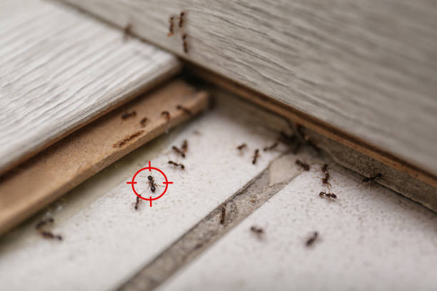 Best Affordable Pest Control Services  in Lasalle, IL
