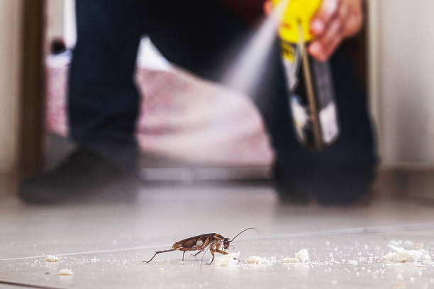 Best Flea Control Services  in Lasalle, IL