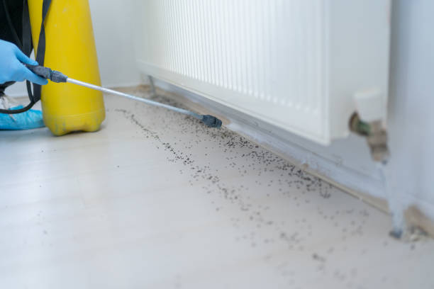 Best Wasp Removal Services  in Lasalle, IL